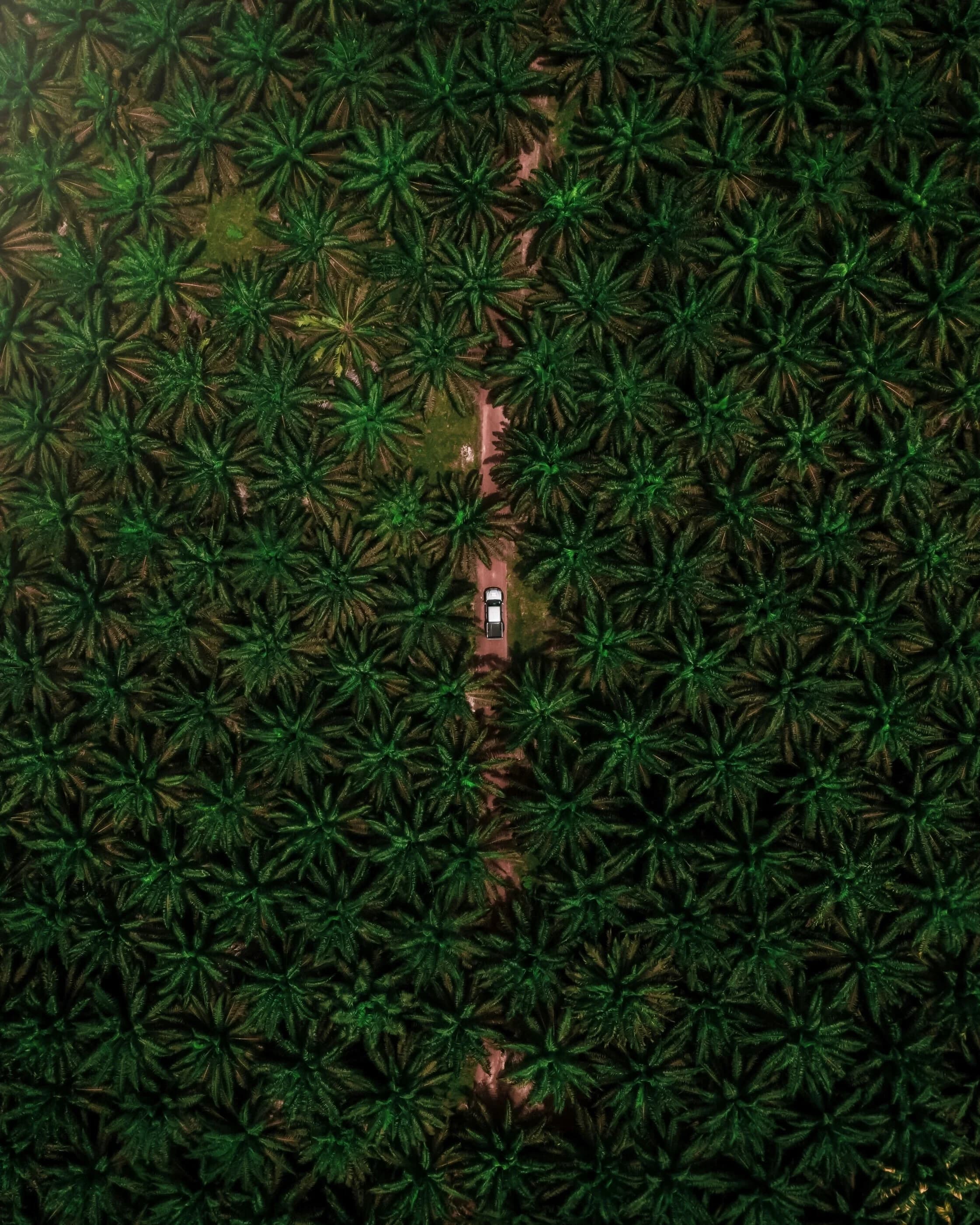 Lush organic palm tree nursery showing healthy young shoots under perfect sustainable agricultural care